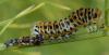 Papilio machaon